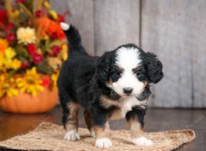 mini bernedoodle near Saint Louis MO