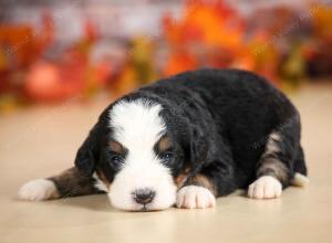 mini bernedoodle near Saint Louis MO