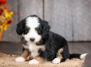 mini bernedoodle near Saint Louis MO