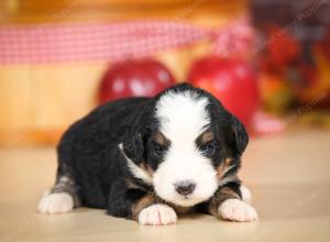 mini bernedoodle near Saint Louis MO
