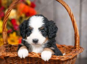 mini bernedoodle near Saint Louis MO