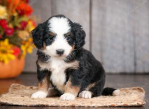 mini bernedoodle near Saint Louis MO