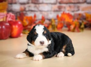 mini bernedoodle near Saint Louis MO
