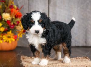 mini bernedoodle near Saint Louis MO