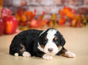 mini bernedoodle near Saint Louis MO