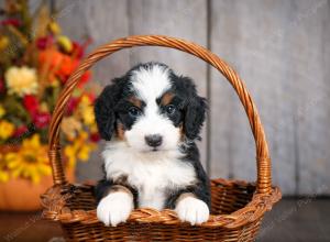 mini bernedoodle near Saint Louis MO