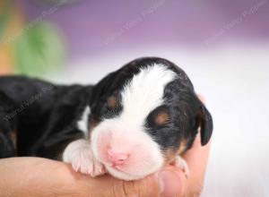 mini bernedoodle near Saint Louis MO