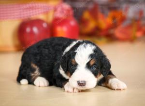 mini bernedoodle near Saint Louis MO