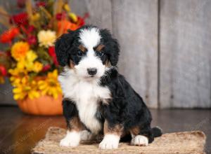 mini bernedoodle near Saint Louis MO