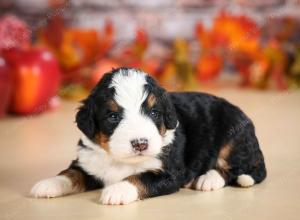 mini bernedoodle near Saint Louis MO