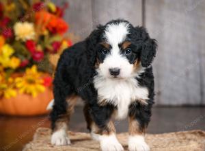 mini bernedoodle near Saint Louis MO