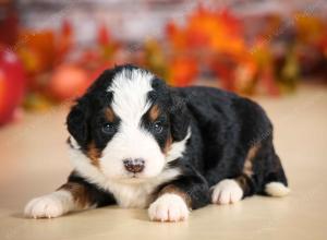 mini bernedoodle near Saint Louis MO