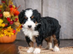 mini bernedoodle near Saint Louis MO