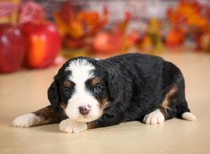 mini bernedoodle near Saint Louis MO