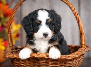 mini bernedoodle near Saint Louis MO