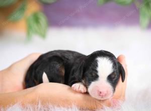 mini bernedoodle near Saint Louis MO