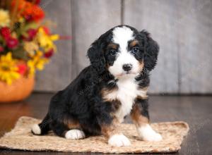 mini bernedoodle near Saint Louis MO