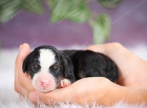 mini bernedoodle near Saint Louis MO