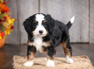 mini bernedoodle near Saint Louis MO