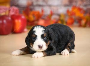 mini bernedoodle near Saint Louis MO