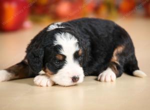 mini bernedoodle near Saint Louis MO