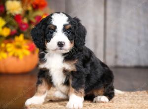 mini bernedoodle near Saint Louis MO