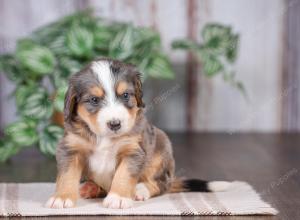 F1 mini bernedoodle near Chicago Illinois