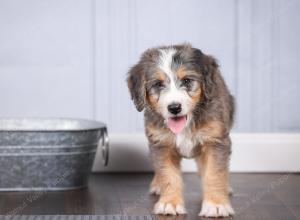 F1 mini bernedoodle near Chicago Illinois