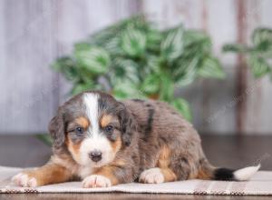 F1 mini bernedoodle near Chicago Illinois