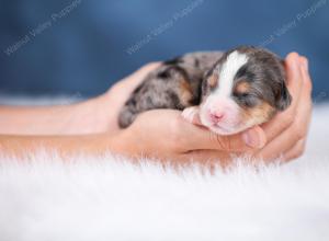 F1 mini bernedoodle near Chicago Illinois