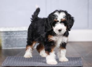 F1 mini bernedoodle near Chicago Illinois