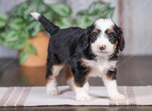 F1 mini bernedoodle near Chicago Illinois