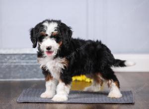 F1 mini bernedoodle near Chicago Illinois