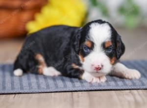 F1 mini bernedoodle near Chicago Illinois