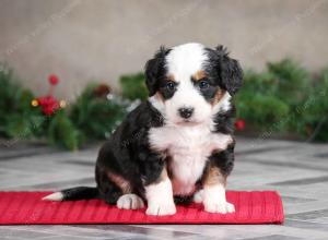 female mini bernedoodle near Chicago Illinois