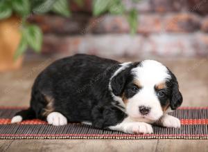 female mini bernedoodle near Chicago Illinois