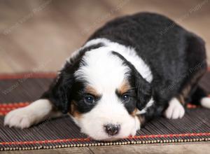 female mini bernedoodle near Chicago Illinois