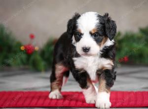 female mini bernedoodle near Chicago Illinois