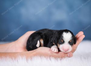 F1 mini bernedoodle near Chicago Illinois