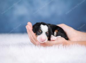 F1 mini bernedoodle near Chicago Illinois