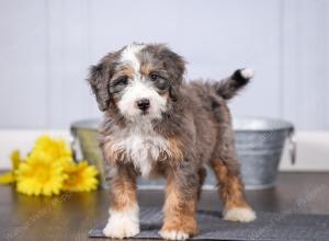 F1 mini bernedoodle near Chicago Illinois