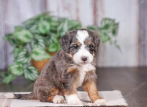 F1 mini bernedoodle near Chicago Illinois