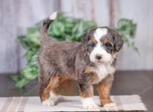 F1 mini bernedoodle near Chicago Illinois