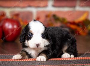 tri-colored mini bernedoodle near Chicago Illinois