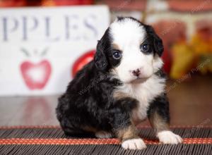 tri-colored mini bernedoodle near Chicago Illinois