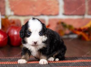 tri-colored mini bernedoodle near Chicago Illinois