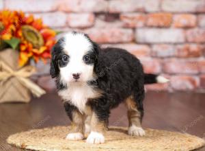 tri-colored mini bernedoodle near Chicago Illinois