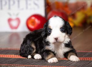 tri-colored mini bernedoodle near Chicago Illinois