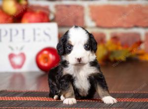 tri-colored mini bernedoodle near Chicago Illinois