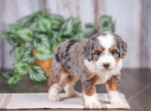 F1 mini bernedoodle near Chicago Illinois